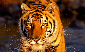 Chitwan National Park