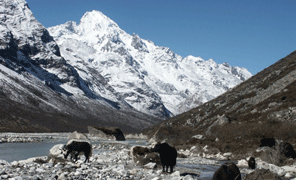 Langtang Valley Trekking